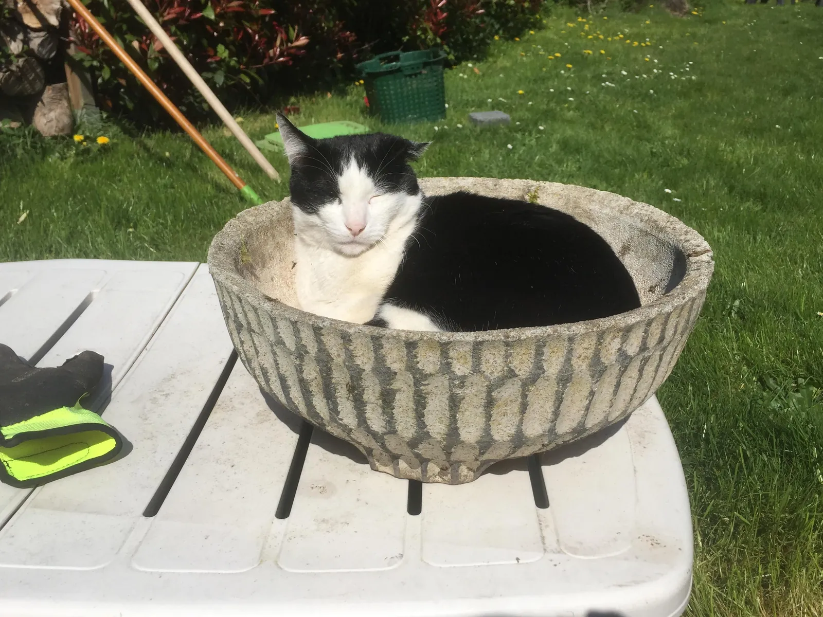 Lord Reginald enjoys his moss-lined chaise lounge.
