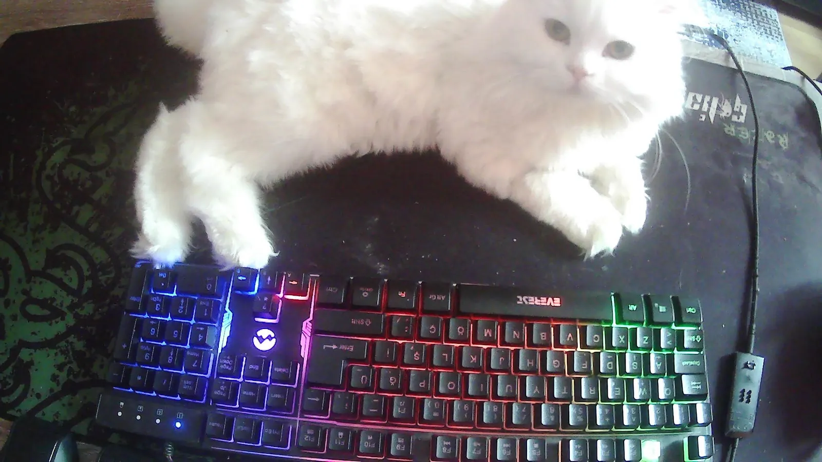 Keyboard now belongs to the cat.