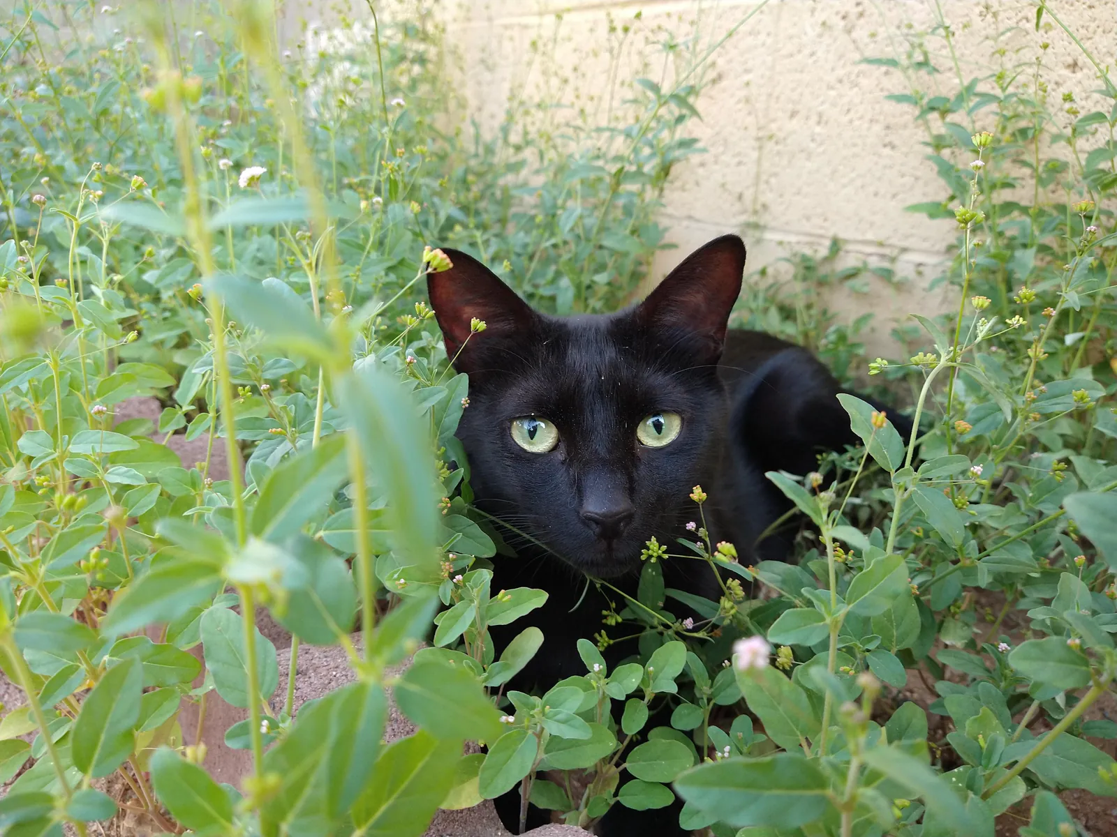The foliage is a personal shield.