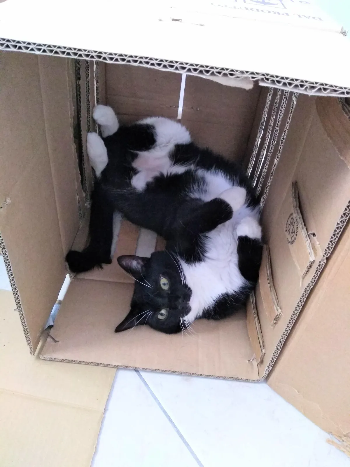The box's dimensions are perfect.