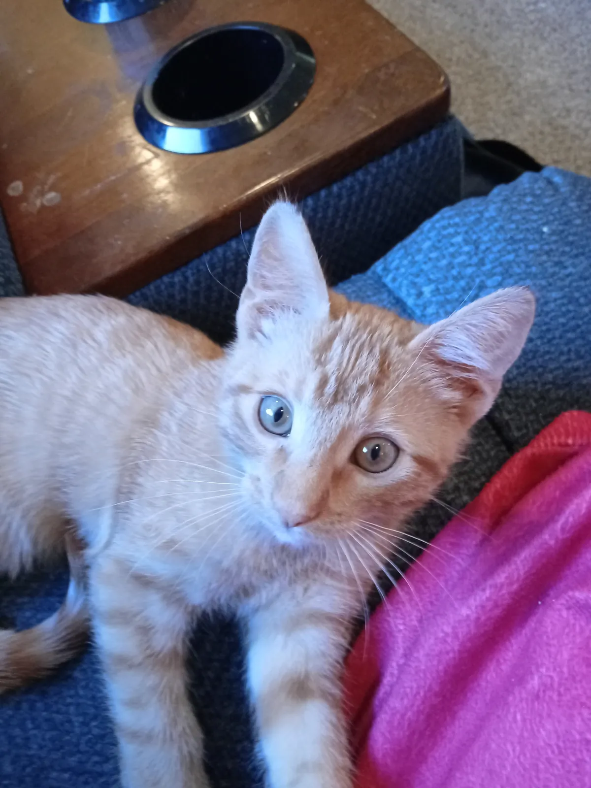 Pet me or I bite your shoe.