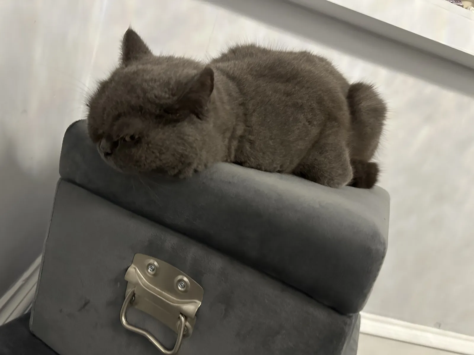 Nap time on the jewelry box.