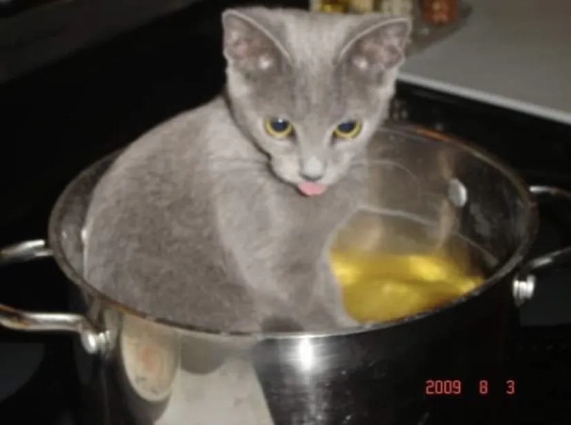 Blue screen of cat.