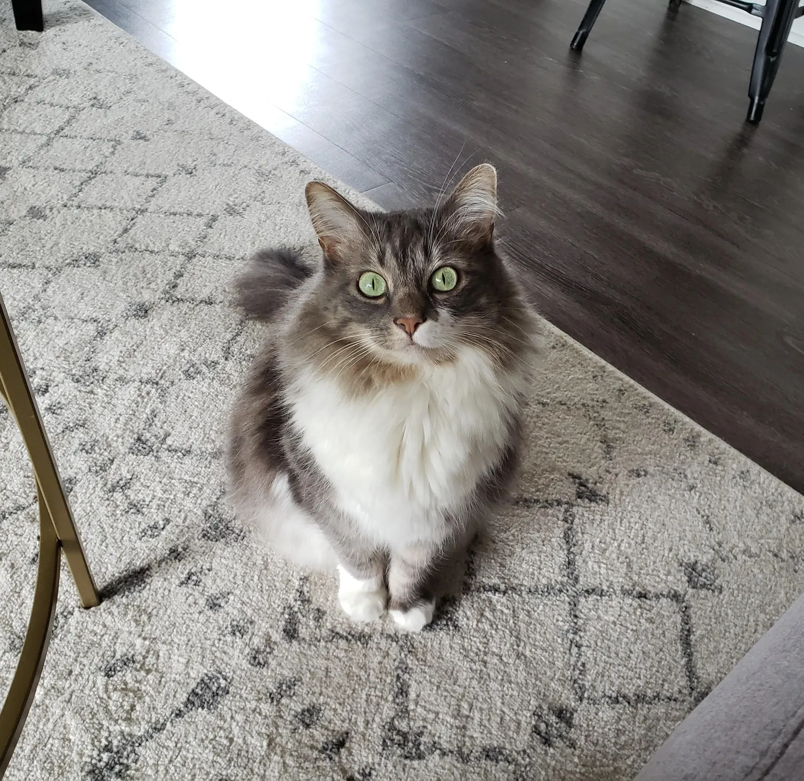 The rug prophecy.