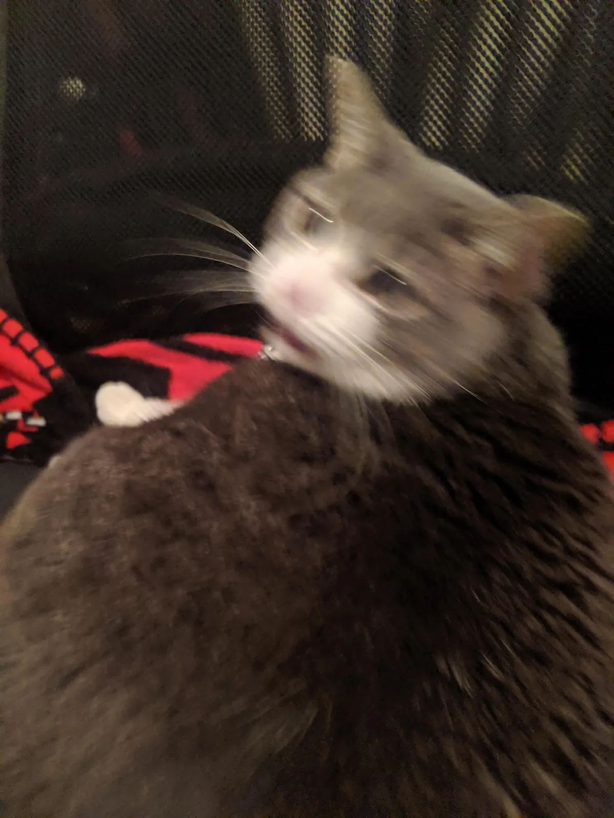 Cat #586.