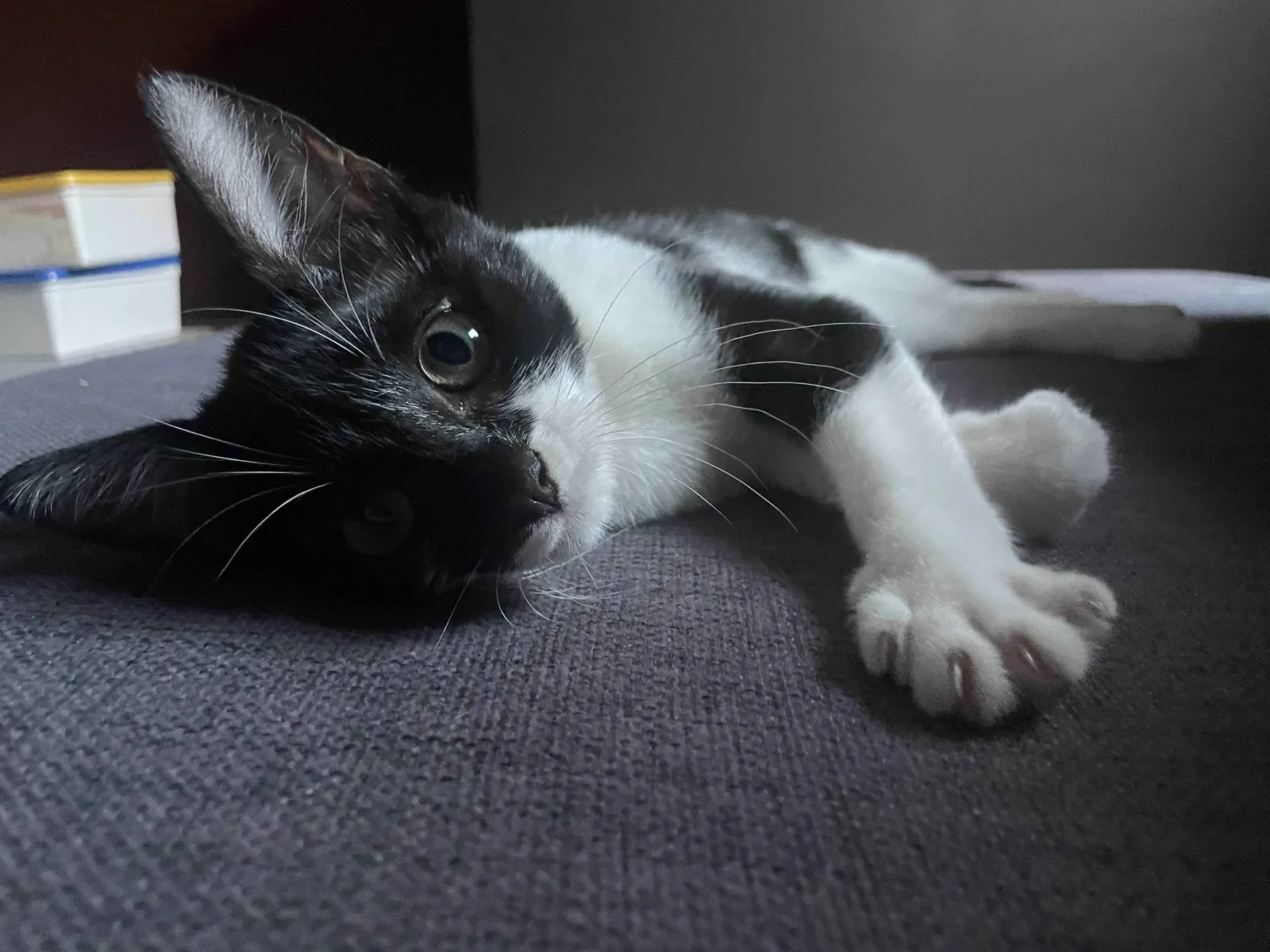 Error loading cat.exe.