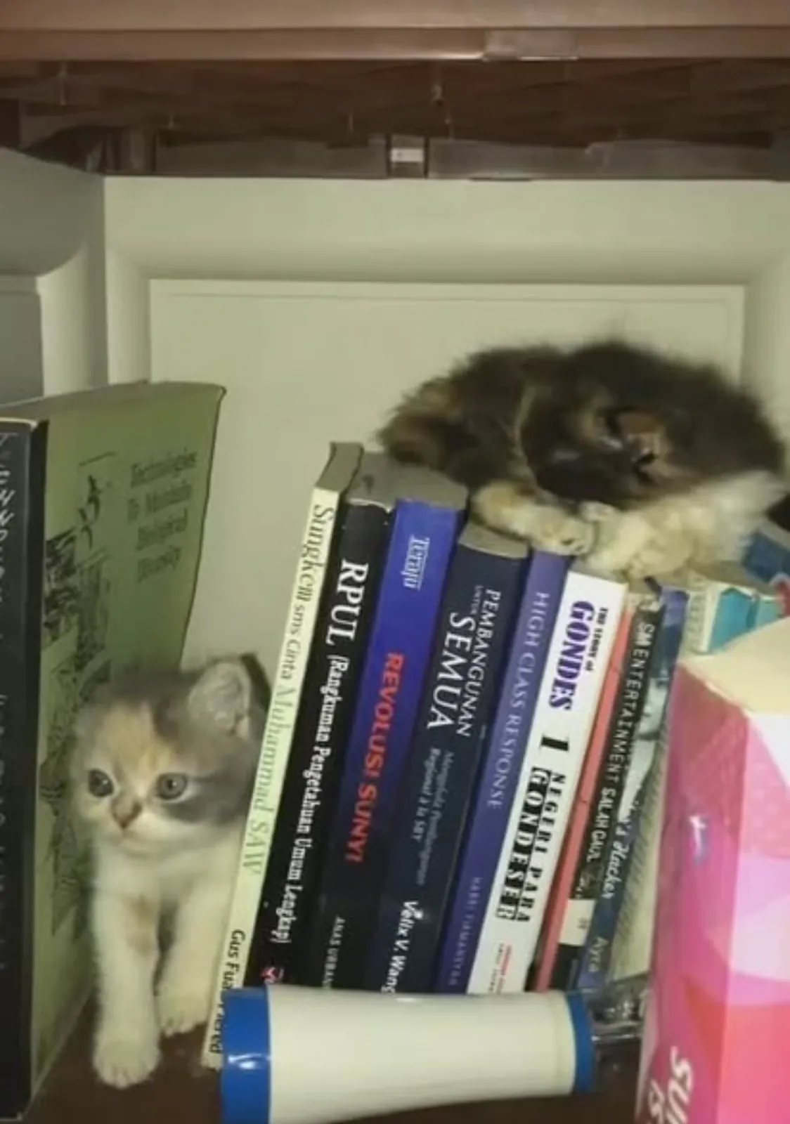 The High Librarian of Dust.