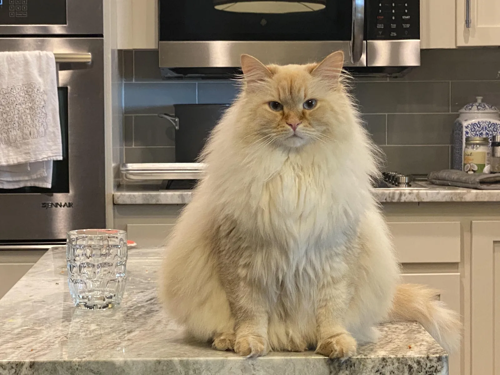 I betrayed my owner.