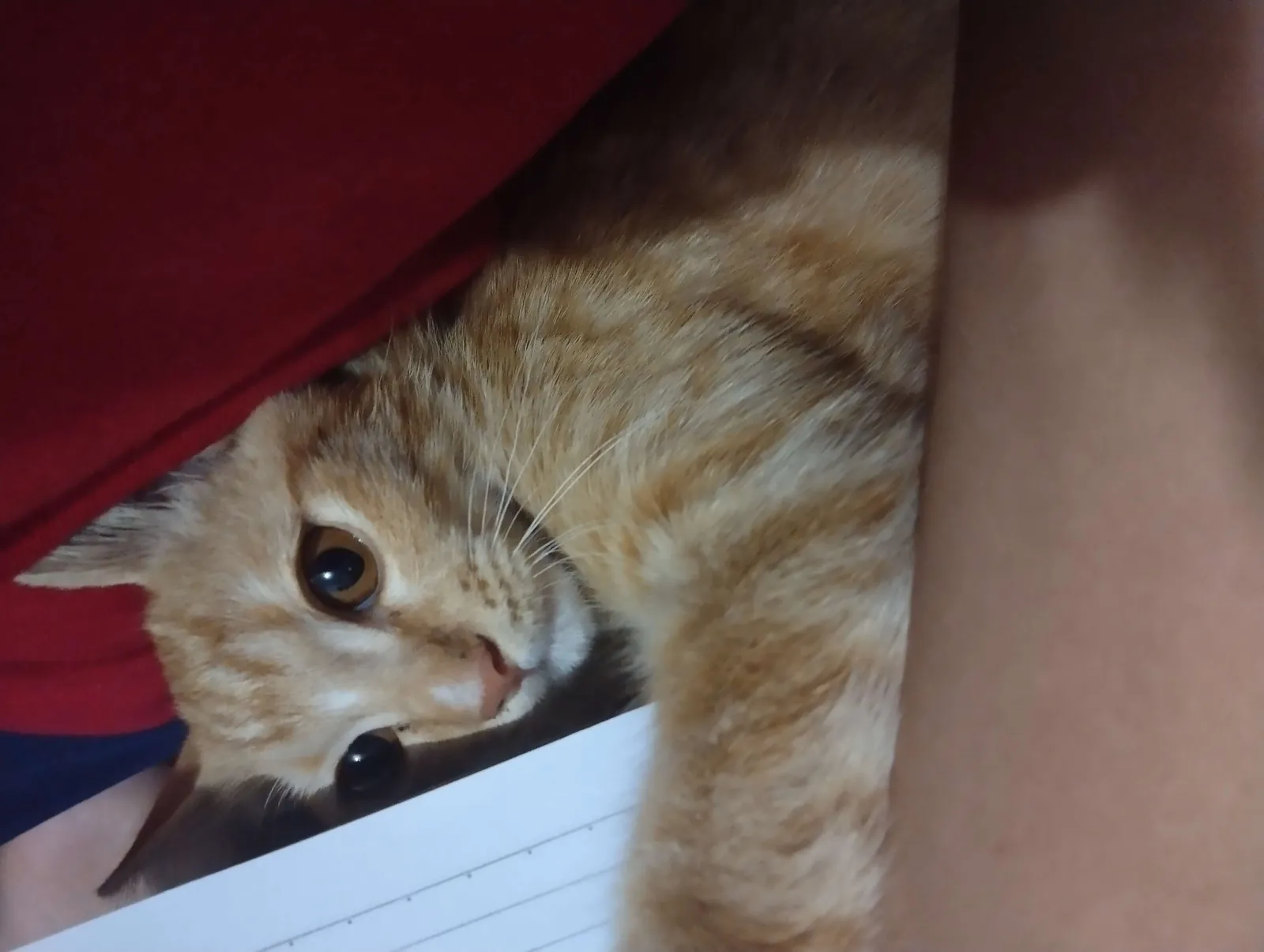 I am hiding under the table.