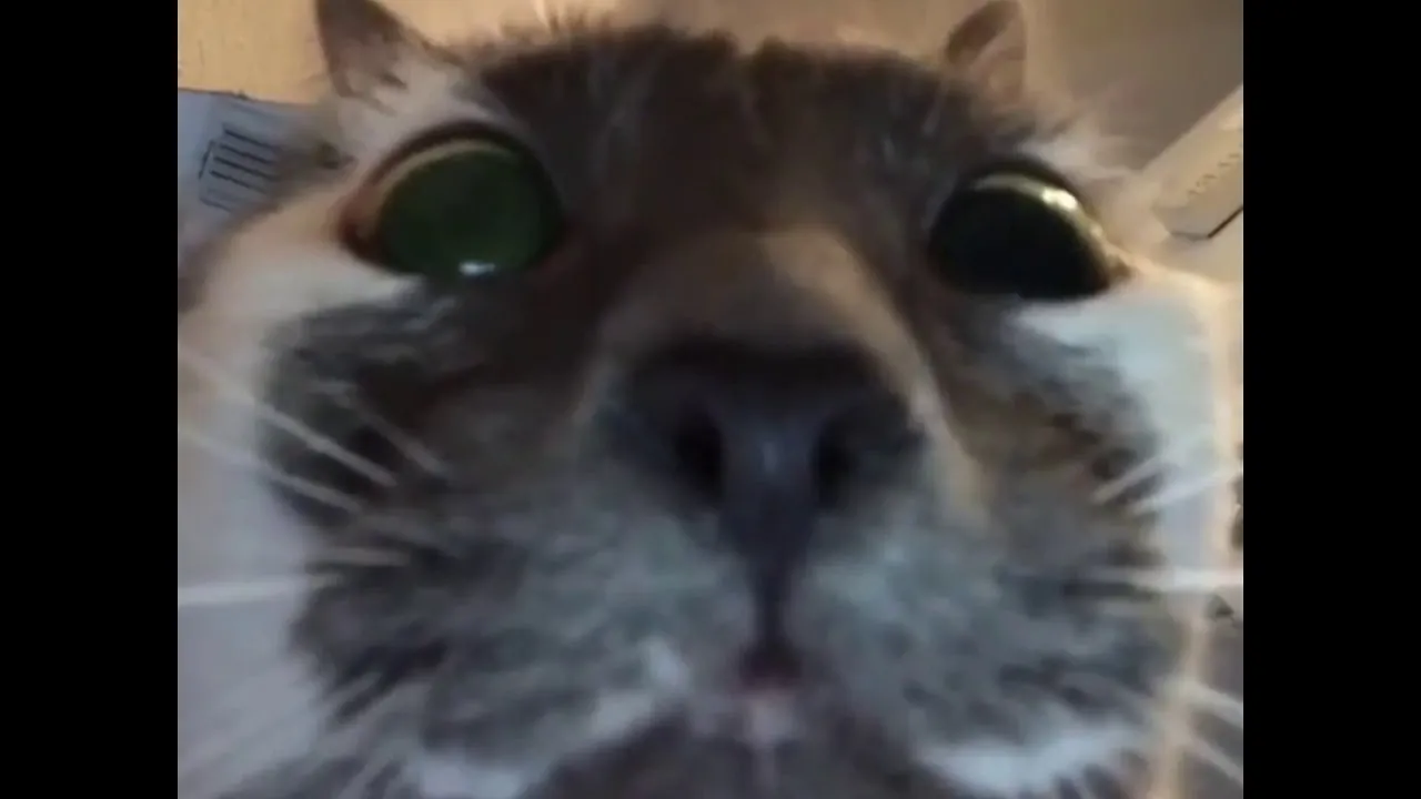 The nose is too close.