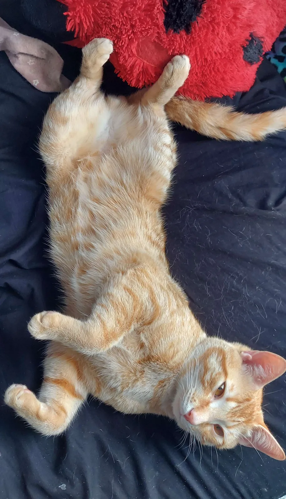 Stop staring at my belly. I'm shy.