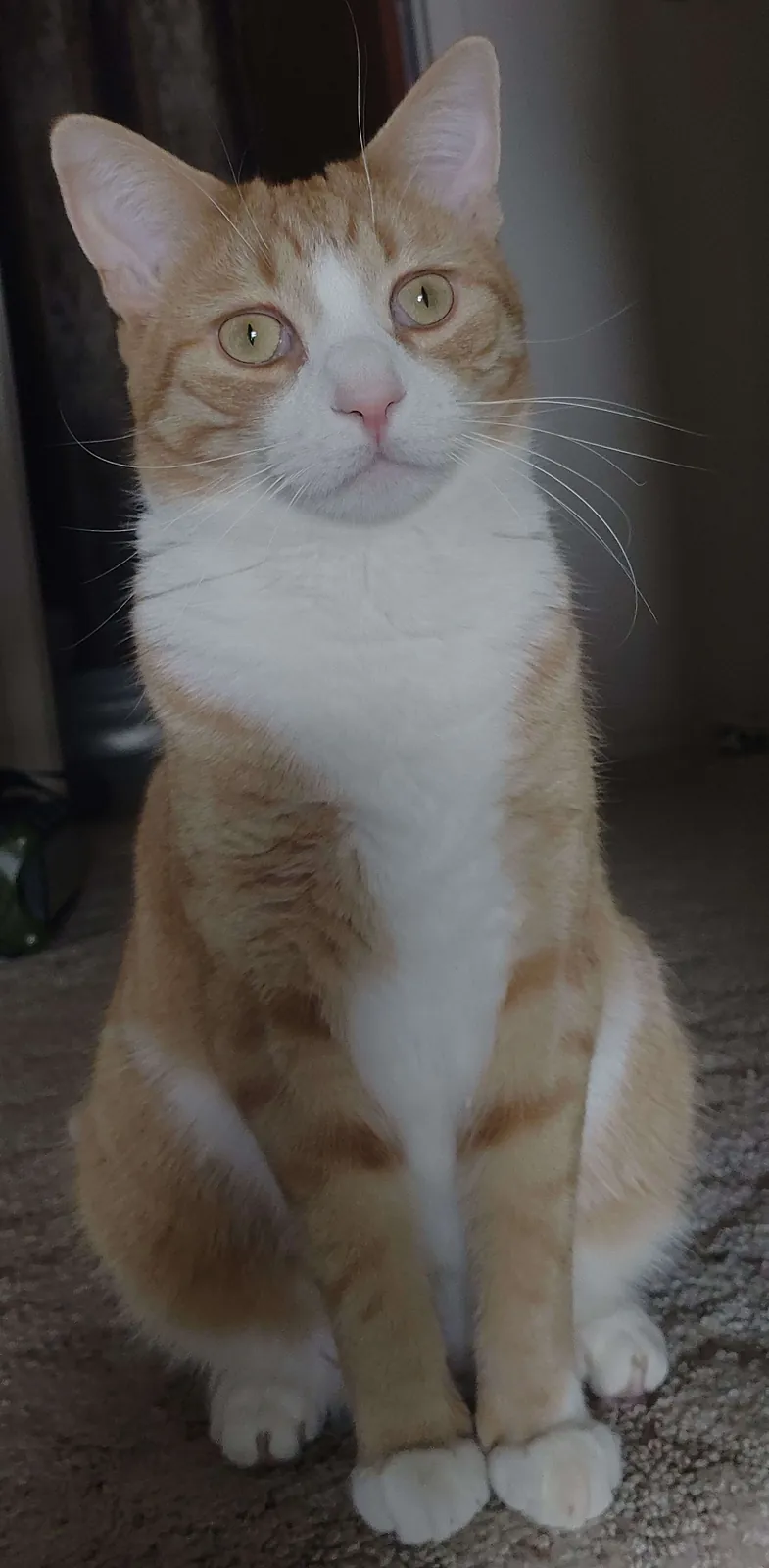 Cat filing a formal complaint with gravity.