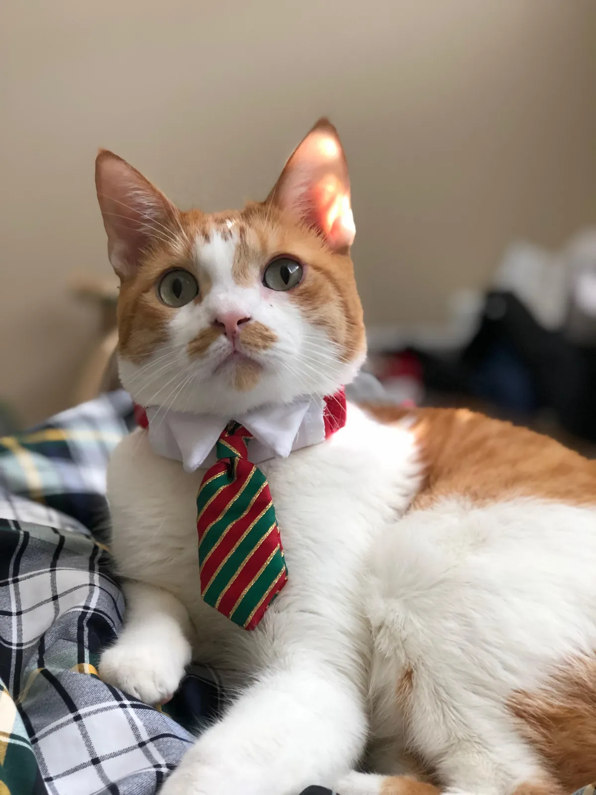 I look like a tie-wearing villain.