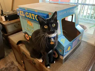 This food truck inspector demands tuna.