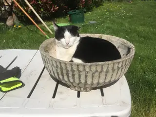 Lord Reginald enjoys his moss-lined chaise lounge.