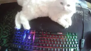 Keyboard now belongs to the cat.