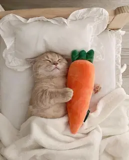 Carrot dreams are the best kind.