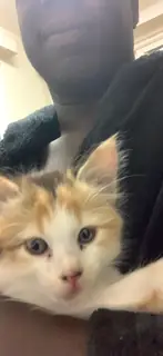Tiny paws demand immediate head scratches.