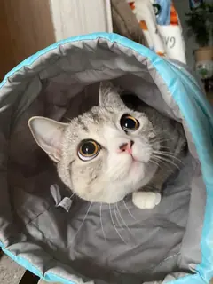 Grand Vizier of the cat kingdom.