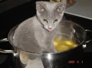 Blue screen of cat.