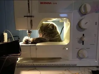A cat inside a machine.