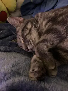 Nap time emergency protocols.
