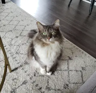 The rug prophecy.