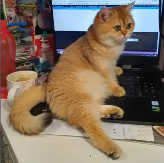 The keyboard is my bed.