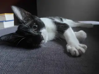 Error loading cat.exe.