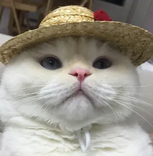 The hat is the suspicious part.