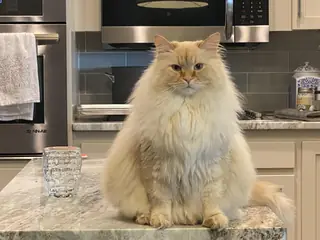 I betrayed my owner.