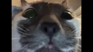 The nose is too close.
