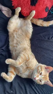 Stop staring at my belly. I'm shy.