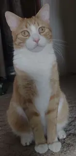 Cat filing a formal complaint with gravity.