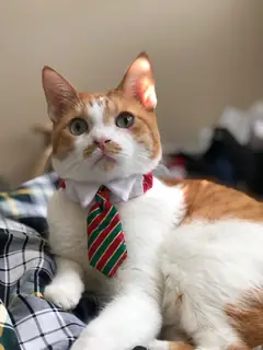 I look like a tie-wearing villain.